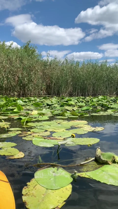 Kayaking through a serene river channel filled with green lily pads and tall Stock Footage 346131843