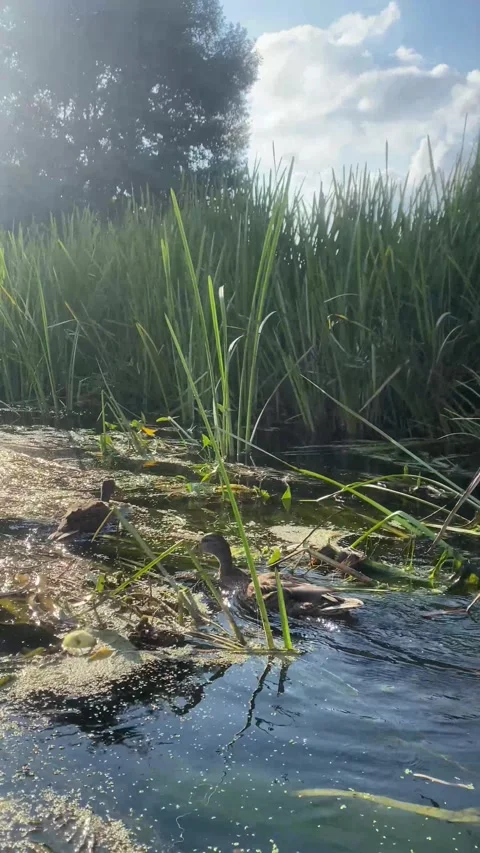 Kayaks. Ducks floating down the river. Vertical video Stock Footage 282203990