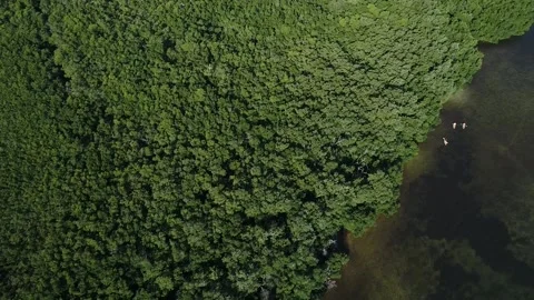 Kayaks by forested area Stock Footage 146238445