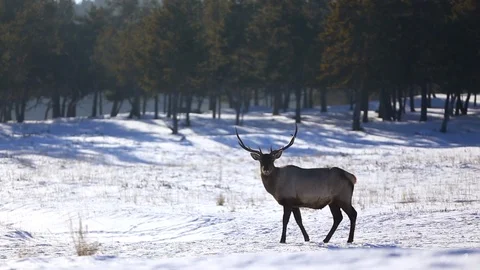 Kazakh deer Stock Footage 101427611