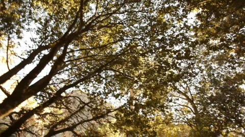 Kc_sunset_through_trees01 Stock Footage 458395