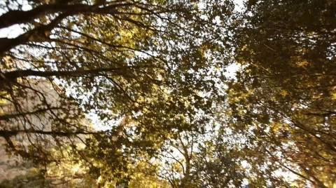 Kc_sunset_through_trees02 Stock Footage 458155