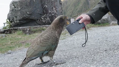 Kea Alpine Parrot Biting The Disposable Camera Hold By A Man In Arthurs 스톡 동영상 260219579