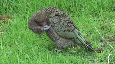 Kea bird, New Zealand Stock Footage 73801341