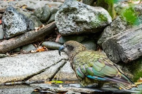 Kea bird Stock Photos