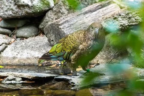 Kea bird Stock Photos