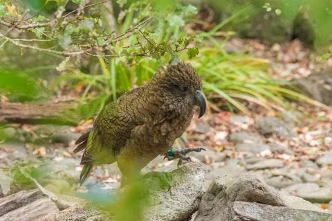 Kea bird Stock Photos