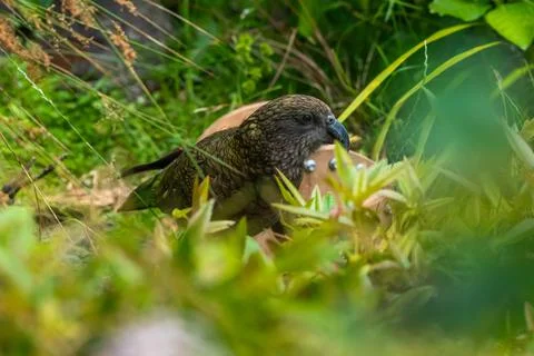 Kea bird Stock Photos
