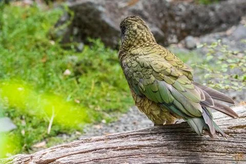 Kea bird Stock Photos