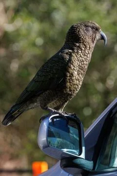 Kea on car window Stock Photos
