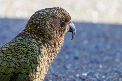 Kea in a carpark Stock Photos