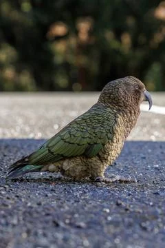 Kea in a carpark Stock Photos