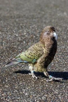 Kea in a carpark Foto stock