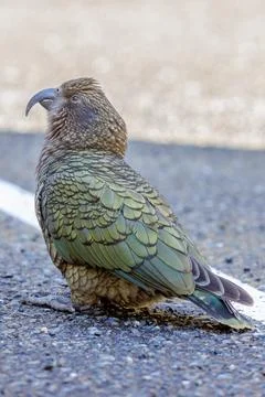 Kea in a carpark Foto stock