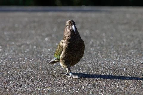 Kea in a carpark Foto stock