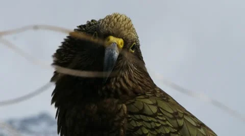 Kea close up Stock Footage 10748622