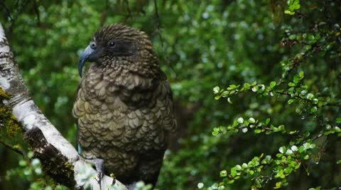 Kea Video stock 10739297