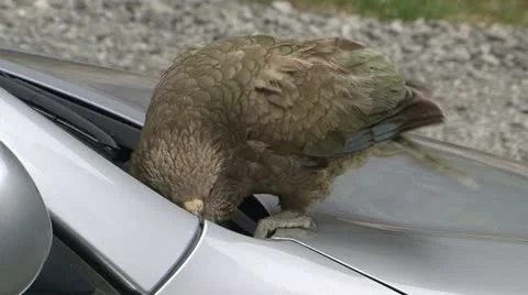 Kea Video stock 11130038