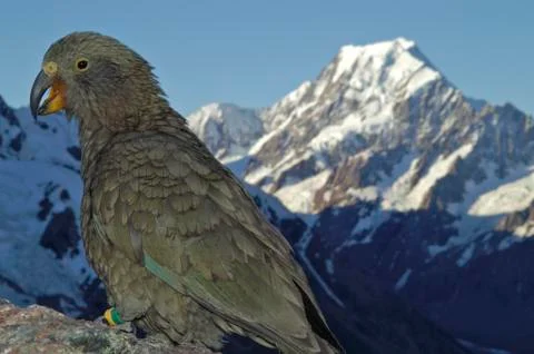 Kea in front of summit of mt cook in new zealand Foto stock