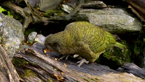 The kea is a large parrot that lives in the forest and mountain areas of Stock Footage 283636283