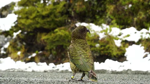 Kea The largest alpine parrot isolated walking alone on a mountains path Stock Footage 221888750