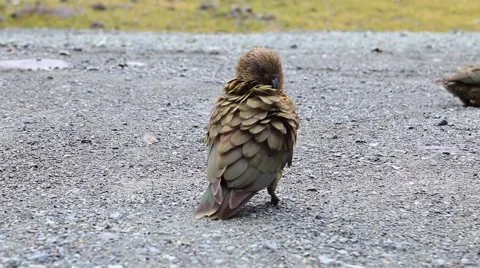 Kea, native alpine parrot of New Zealand. Stock Footage 44817916