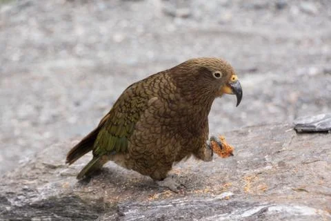 Kea parrot is eating biscuits (do not feed the keas). Stock Photos