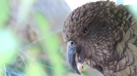 Kea parrot Stock Footage 44651060