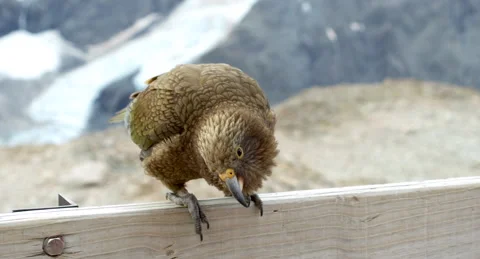 Kea Parrot In New Zealand Wild Birds Stock Footage