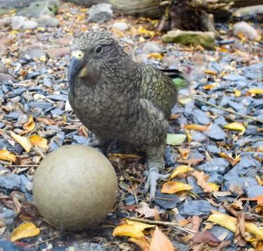 Kea parrot Stock Photos