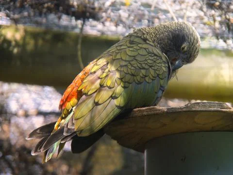 Kea Parrot Stock Photos