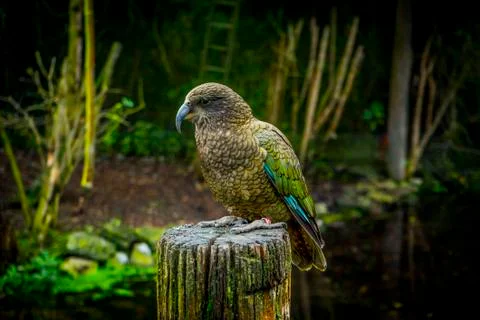 Kea Stock Photos