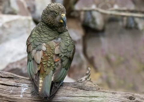 Kea Stock Photos