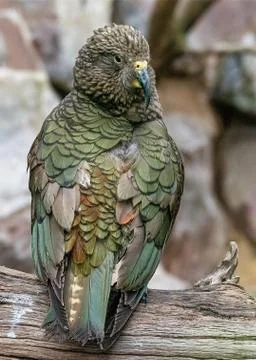 Kea Stock Photos
