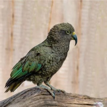 Kea Stock Photos