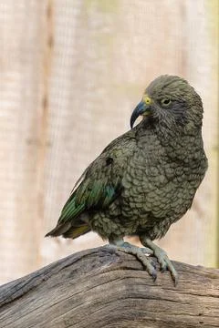 Kea Stock Photos