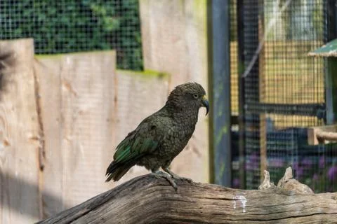 Kea Stock Photos