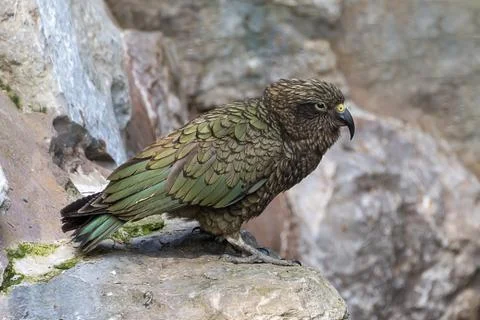 Kea Stock Photos