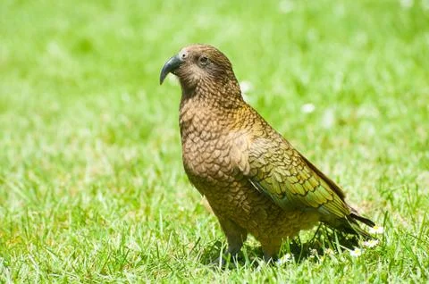 Kea Foto stock