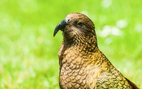 Kea Foto stock