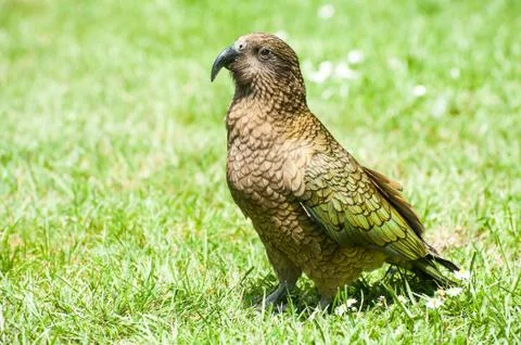Kea Stock Photos