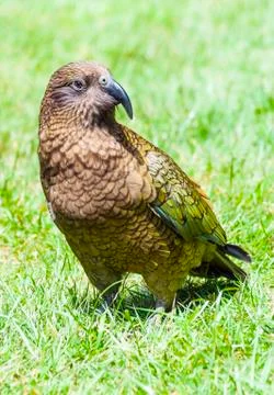 Kea Foto stock