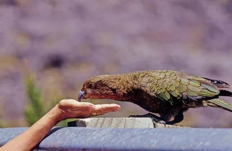 Kea Stock Photos
