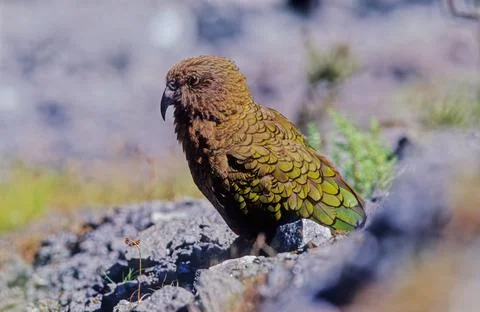 Kea Stock Photos