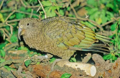 Kea Stock Photos