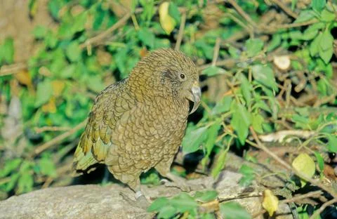 Kea Stock Photos