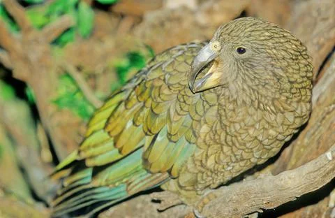 Kea Foto stock
