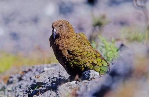 Kea Stock-Fotos