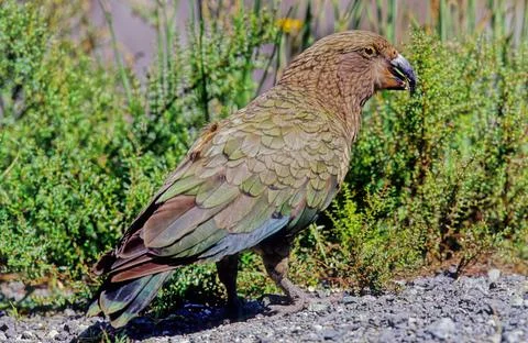 Kea Stock Photos