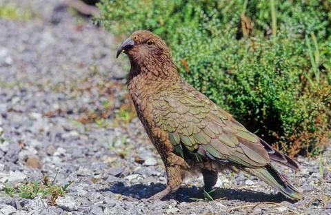 Kea Stock Photos